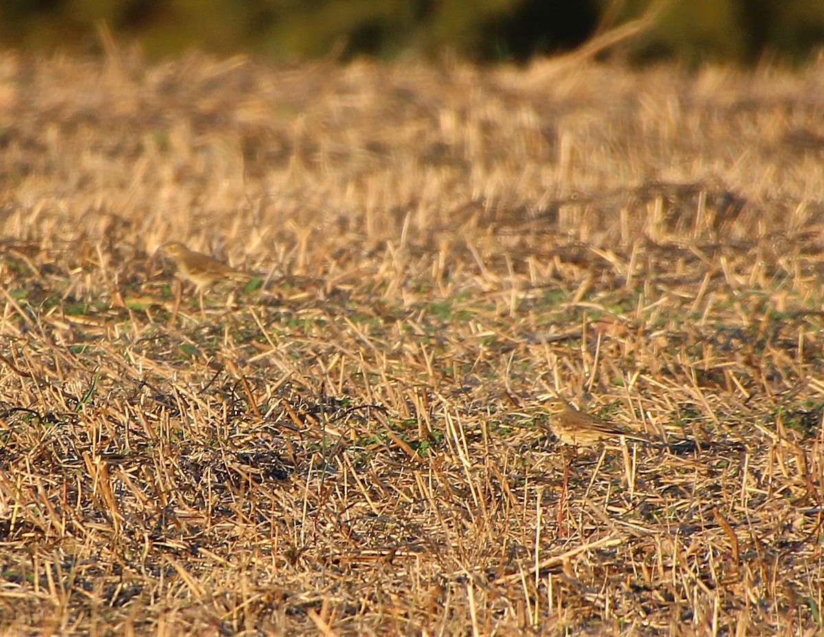 American Pipit - ML644725642