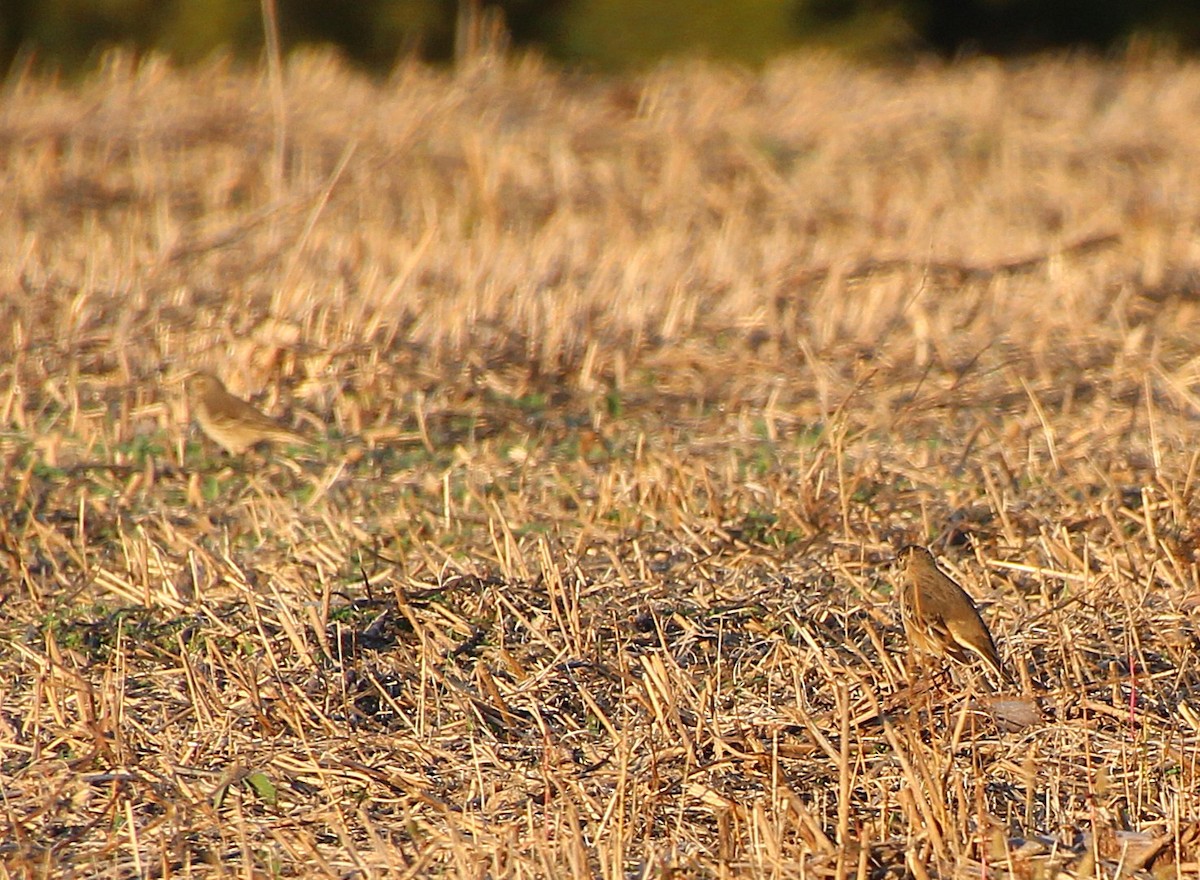 American Pipit - ML644725643