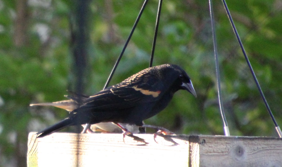 Red-winged Blackbird - ML644725652