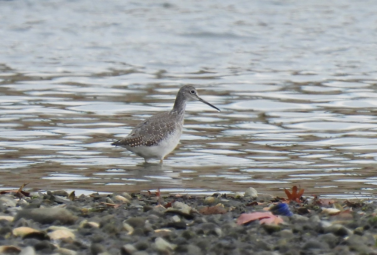 Коловодник строкатий - ML644725698