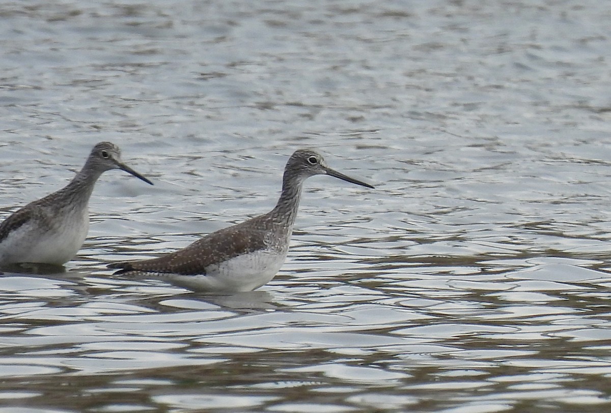 Коловодник строкатий - ML644725704