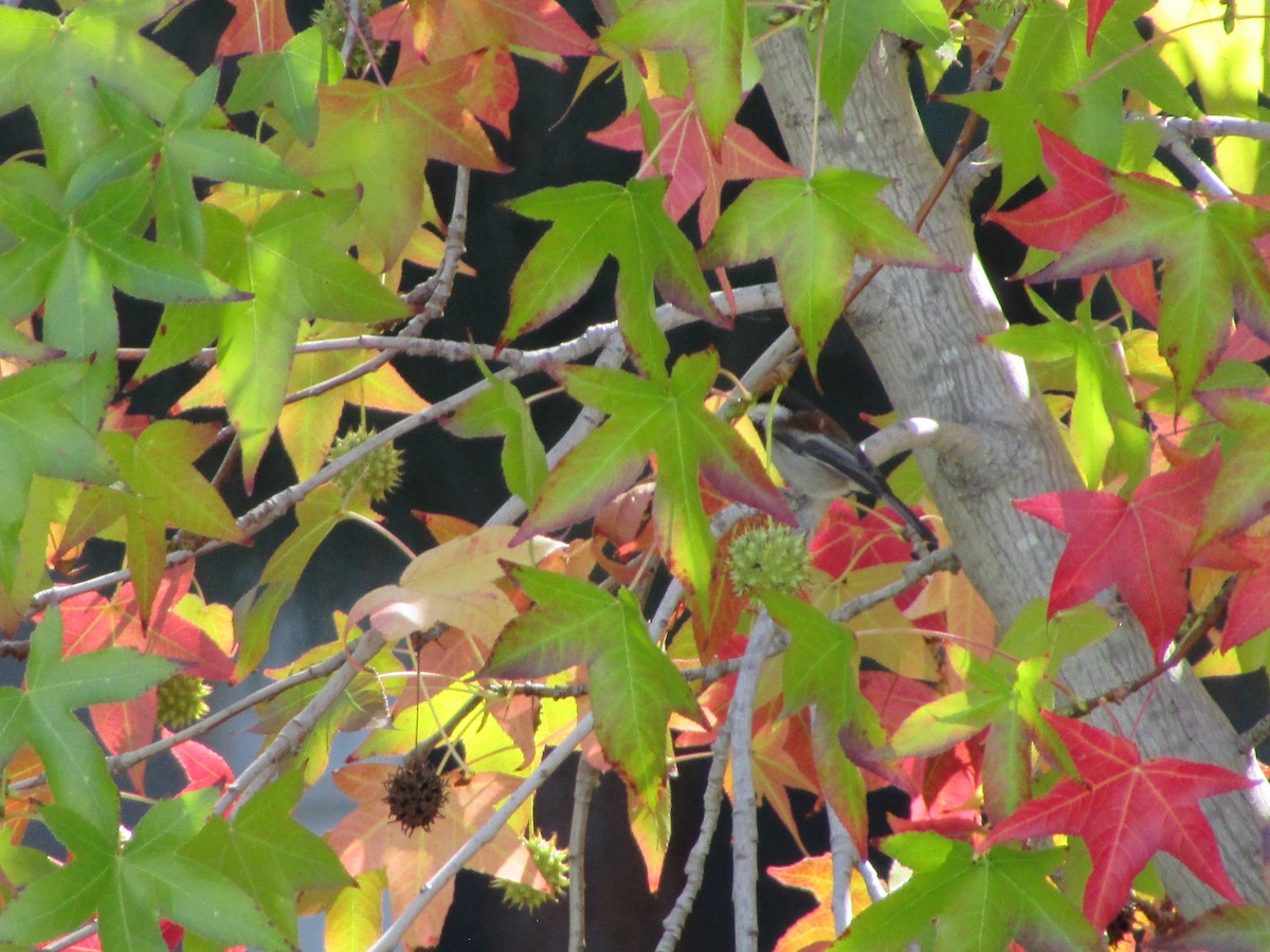 Chestnut-backed Chickadee - ML644725707