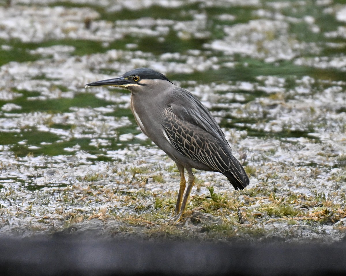 Little Heron - ML644725725