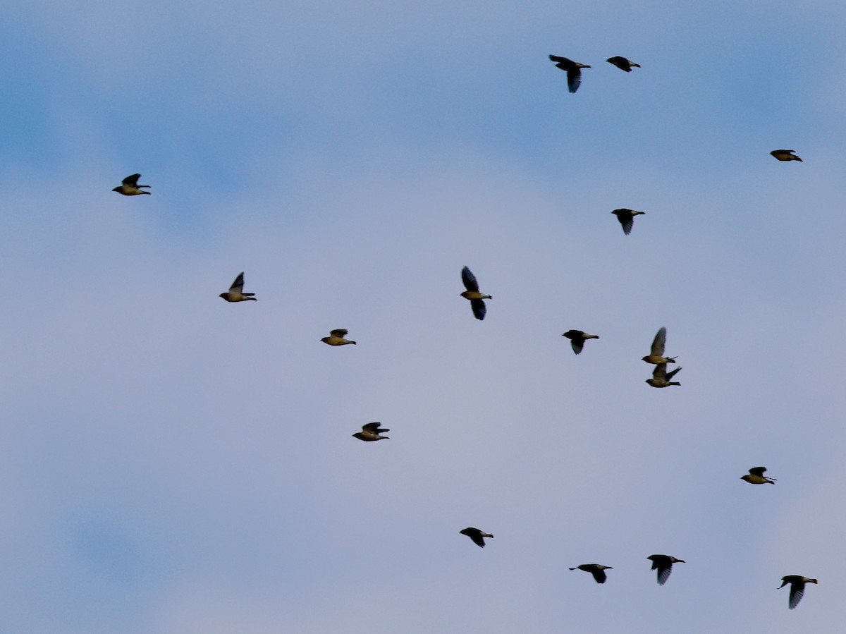 Cedar Waxwing - ML644725730