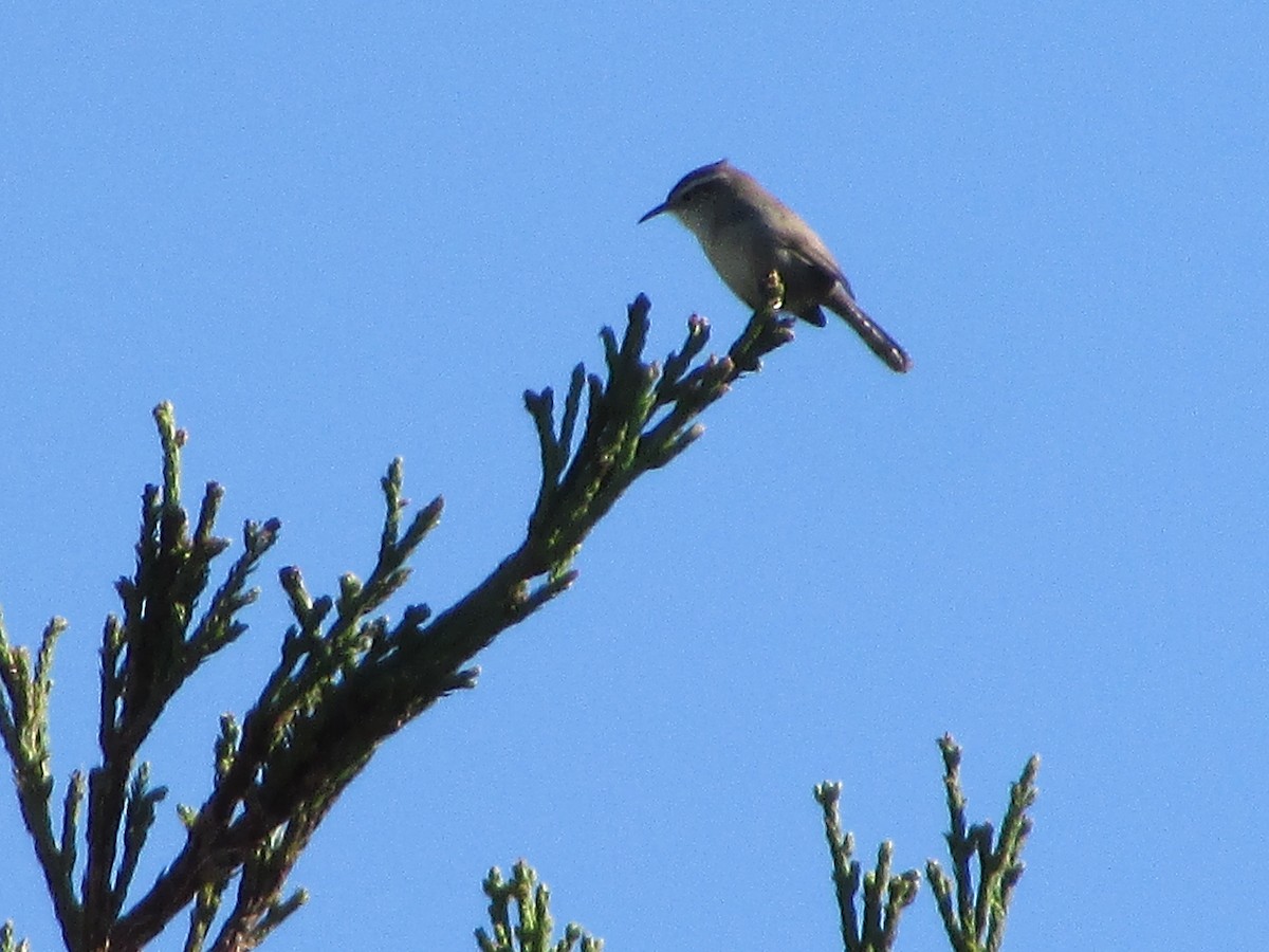 Підбуреник - ML644725734