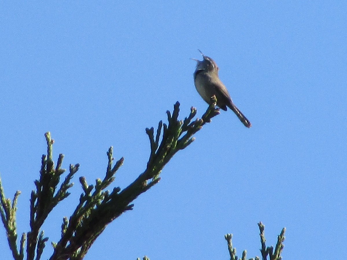 Підбуреник - ML644725735