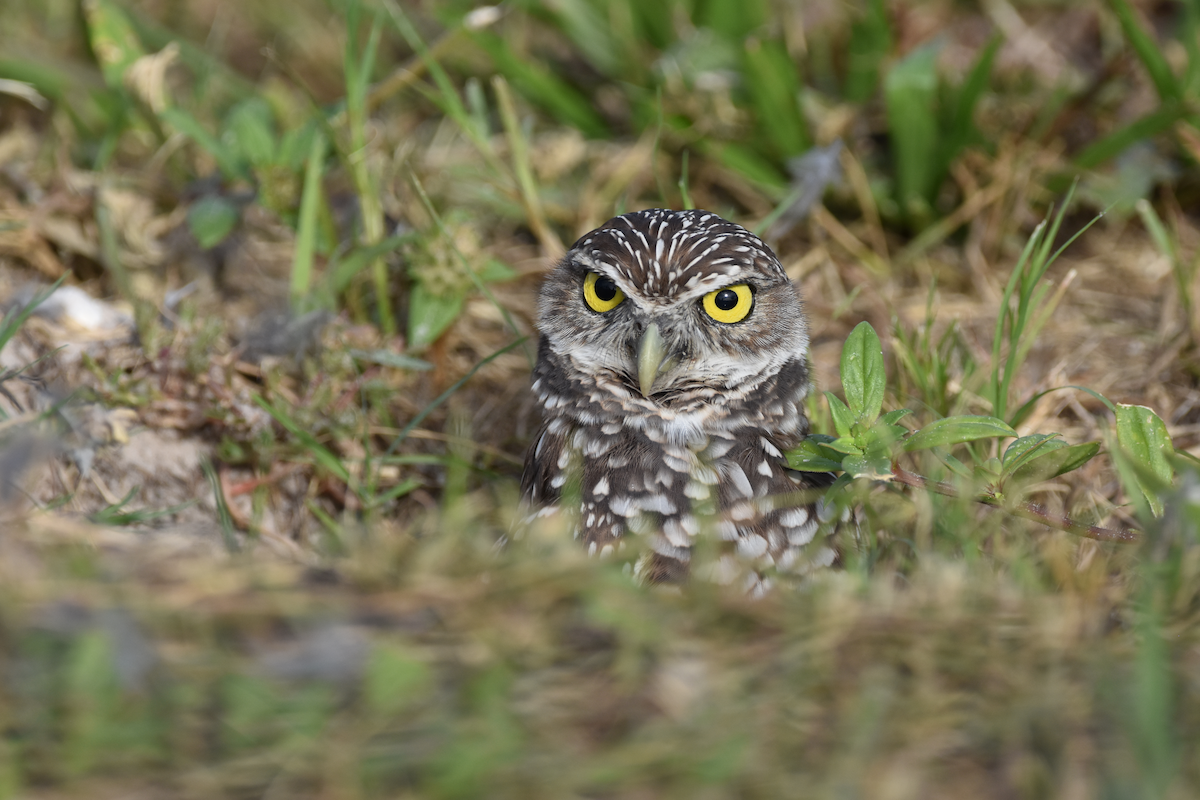 graveugle - ML644725741