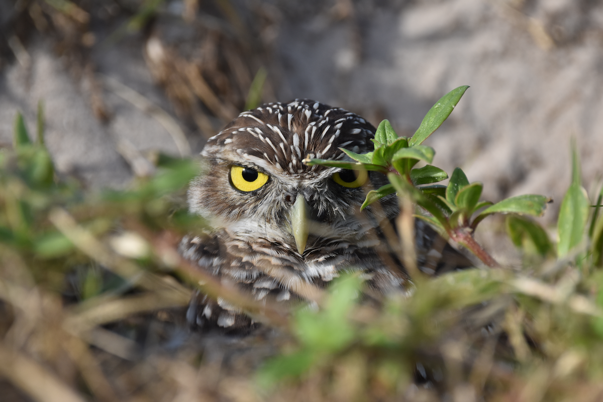 graveugle - ML644725742