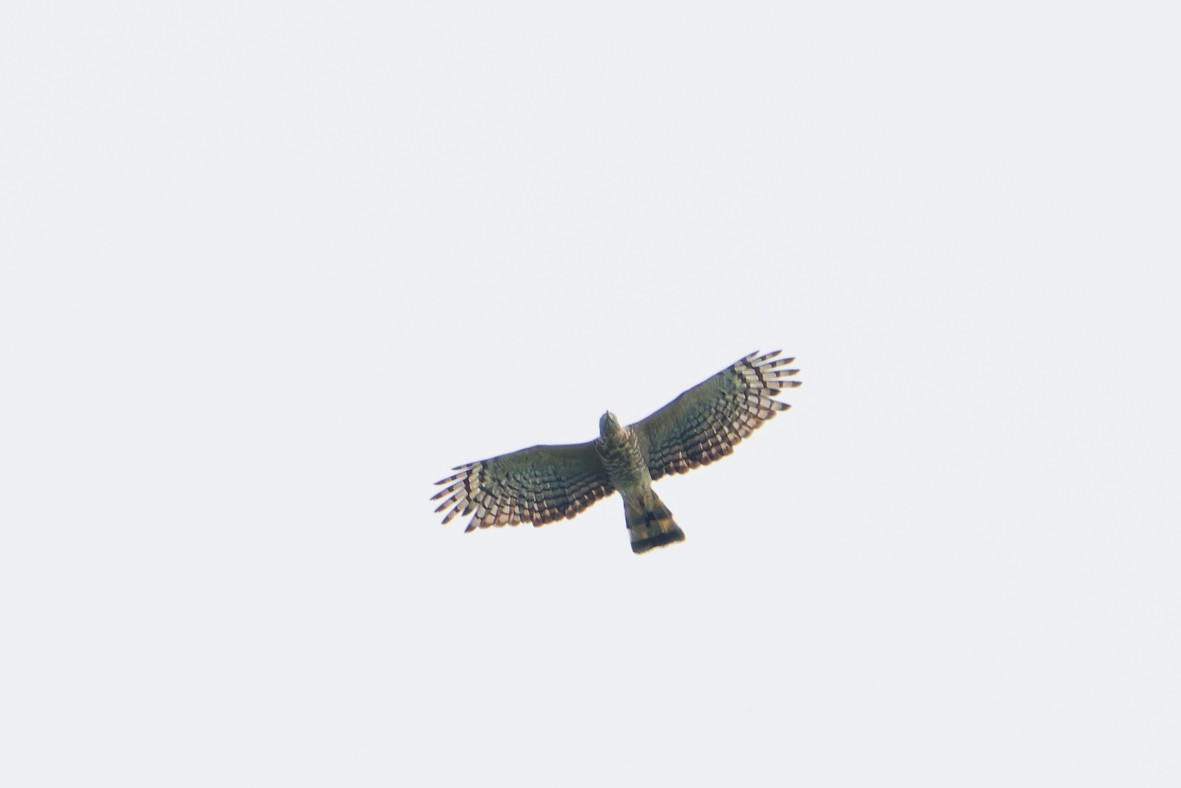 Hook-billed Kite - ML644725749