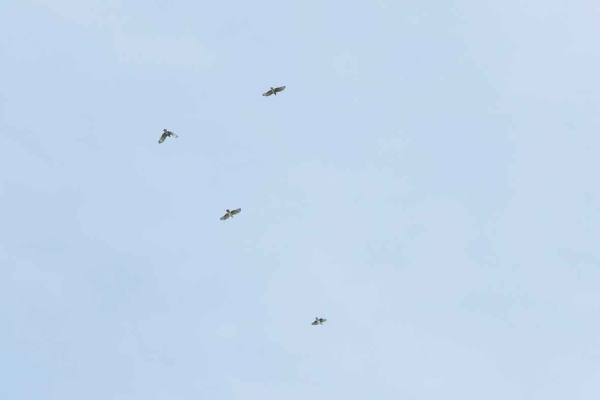 Hook-billed Kite - ML644725750