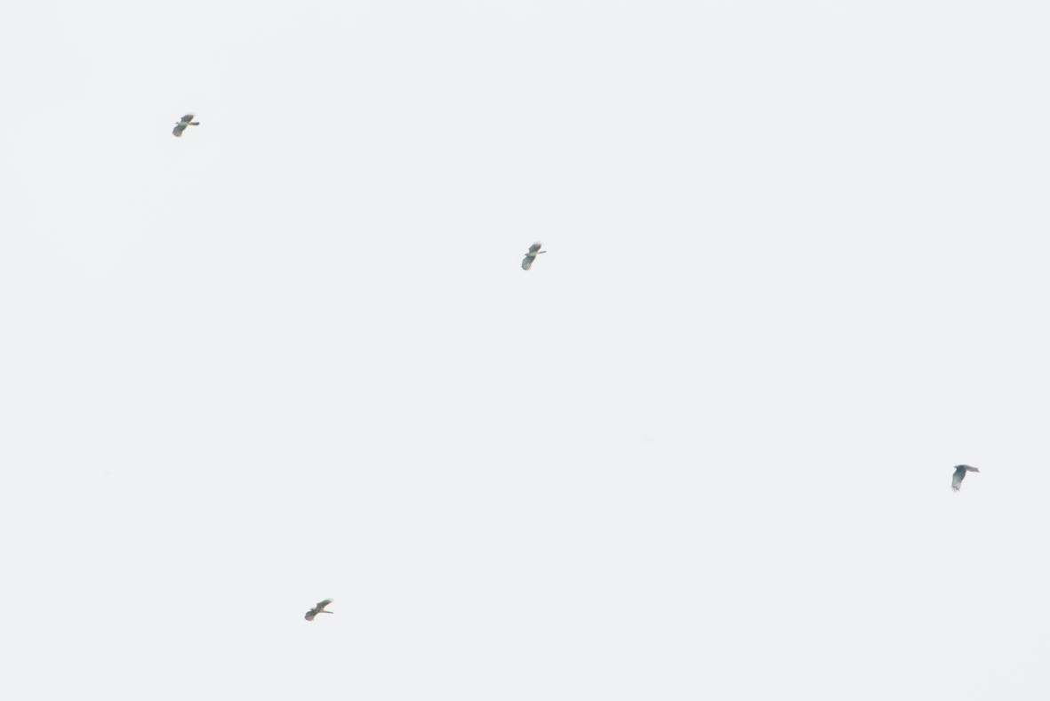 Hook-billed Kite - ML644725752