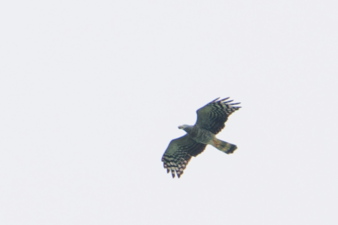 Hook-billed Kite - ML644725753