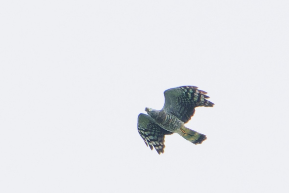 Hook-billed Kite - ML644725754