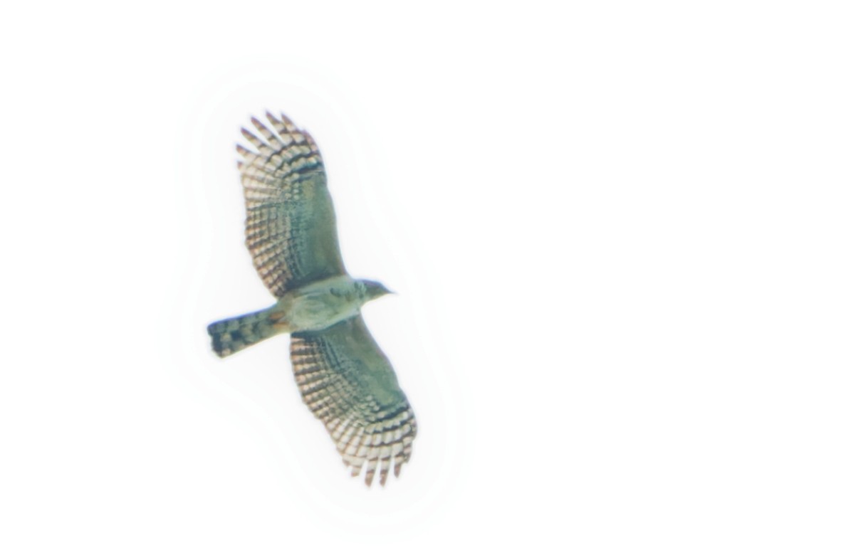 Hook-billed Kite - ML644725755