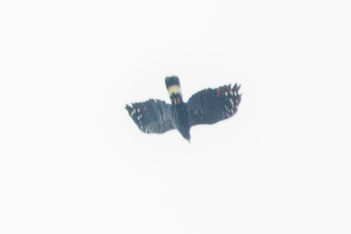 Hook-billed Kite - ML644725757