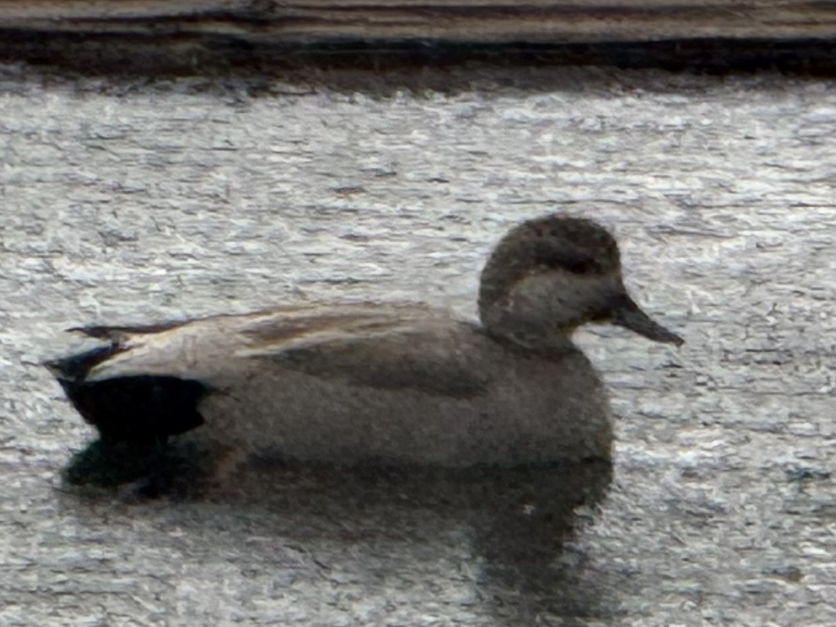 Ánade Friso - ML644725775