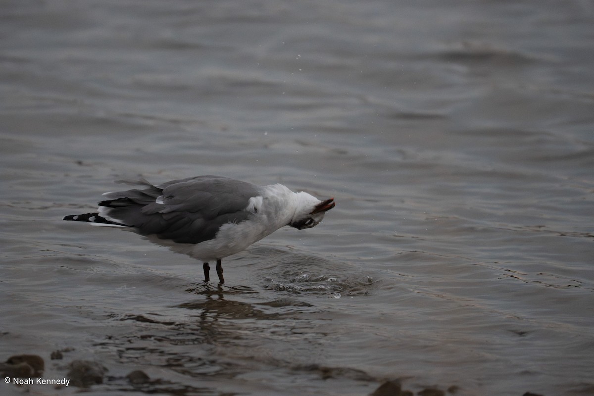Laughing Gull - ML644725784