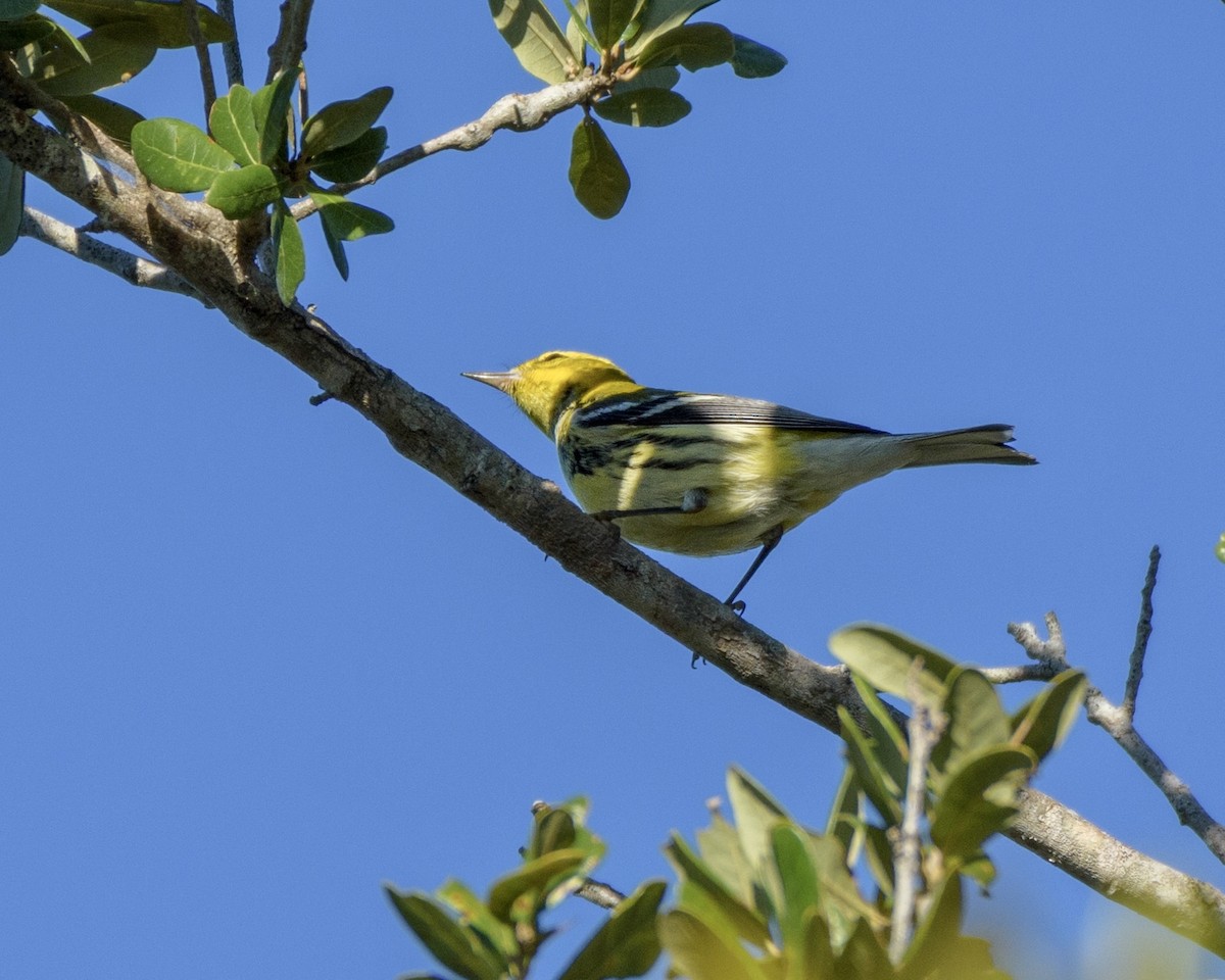 Black-throated Green Warbler - ML644725786