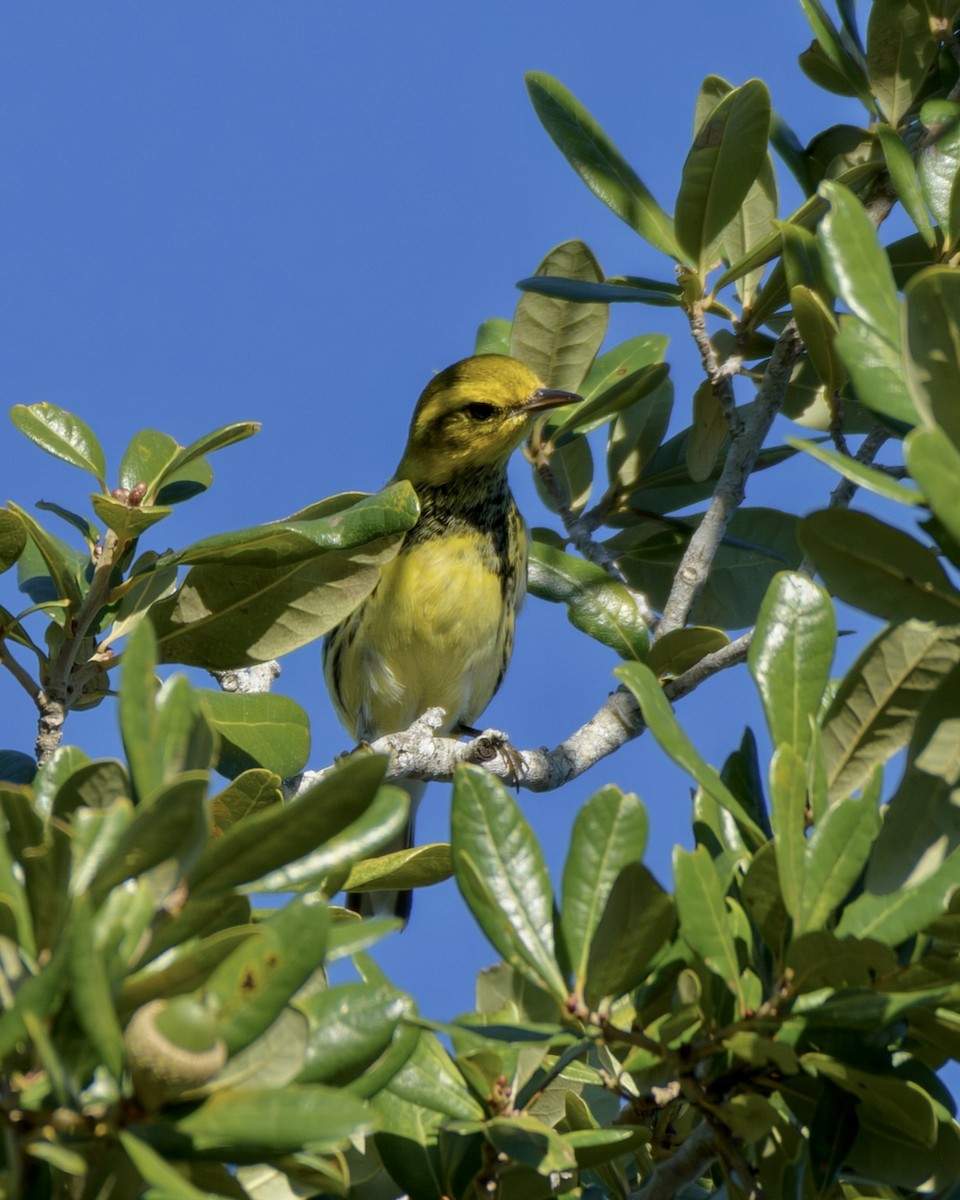 Black-throated Green Warbler - ML644725787