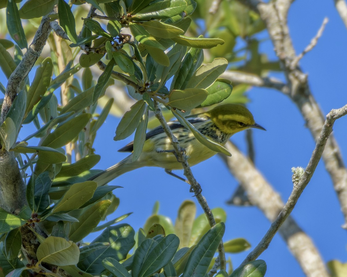 Black-throated Green Warbler - ML644725788