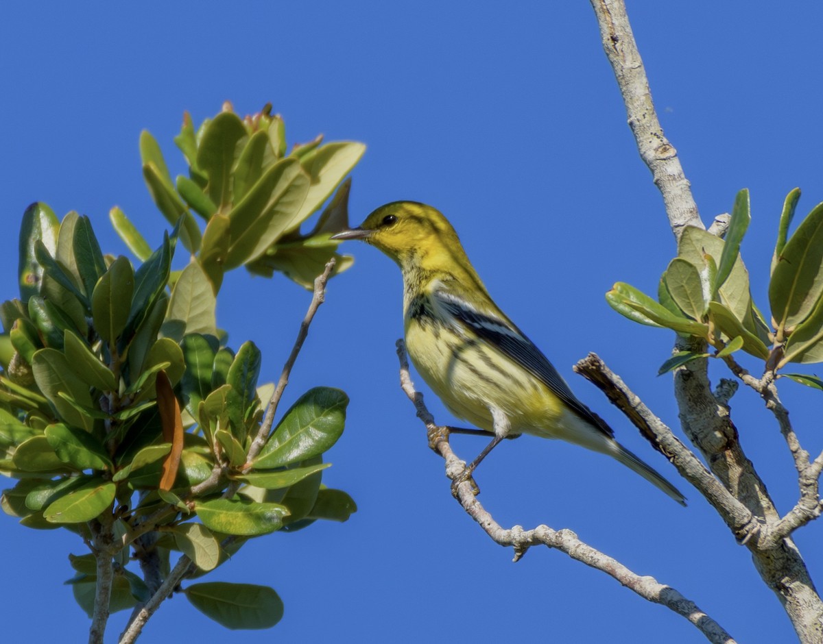 Black-throated Green Warbler - ML644725789