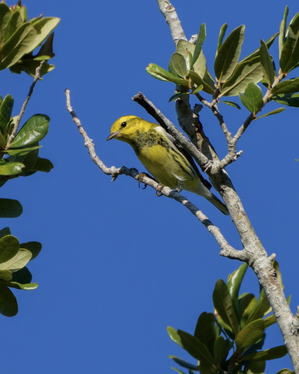 Black-throated Green Warbler - ML644725790