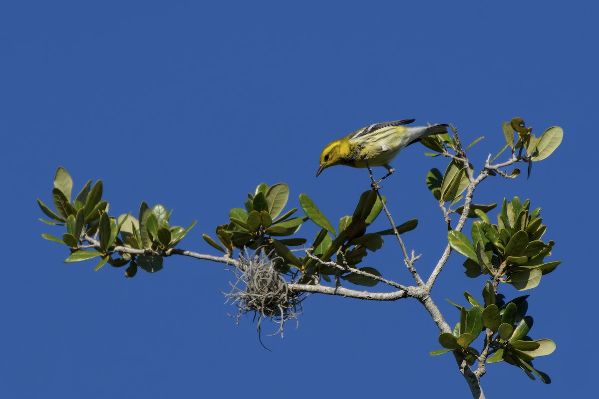 Black-throated Green Warbler - ML644725791