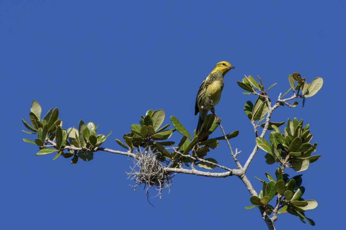 Black-throated Green Warbler - ML644725793