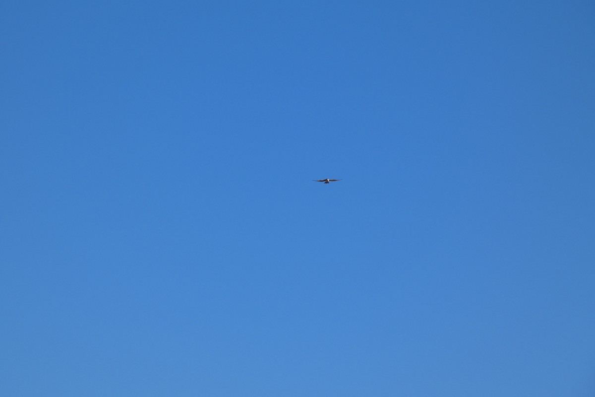 American Kestrel - ML644725808