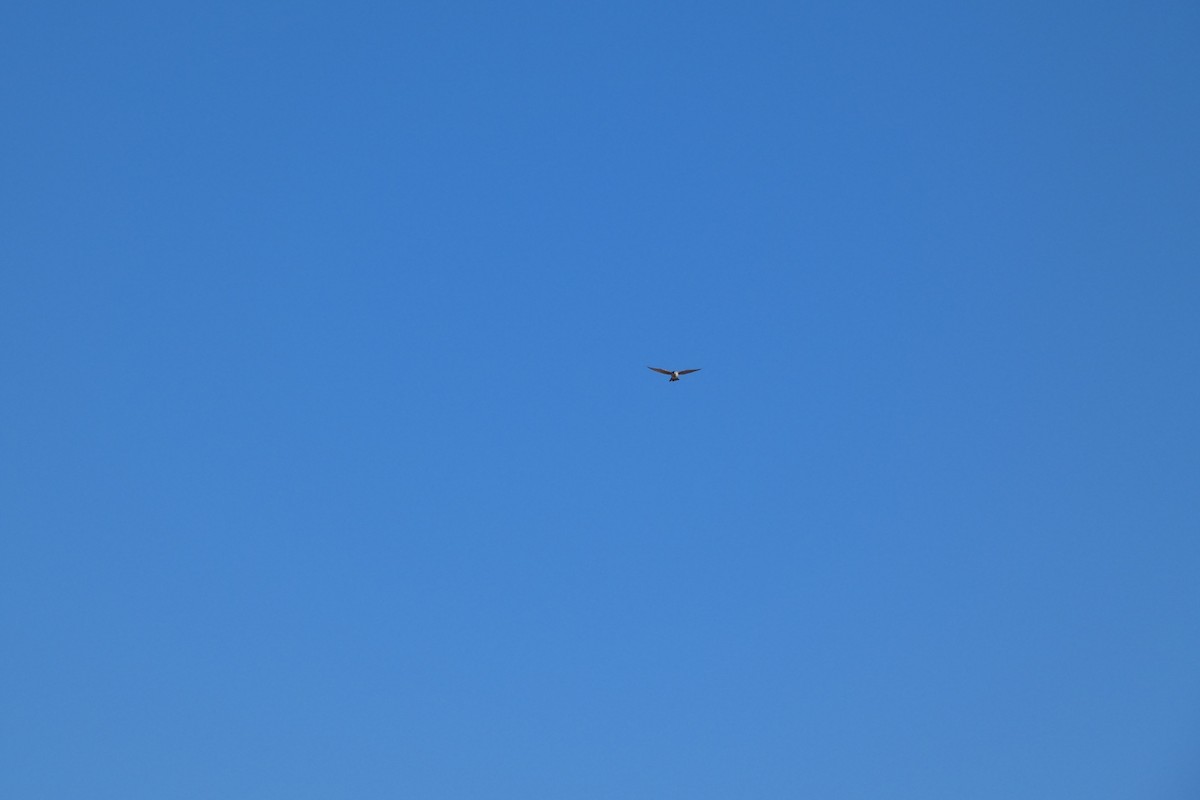 American Kestrel - ML644725809
