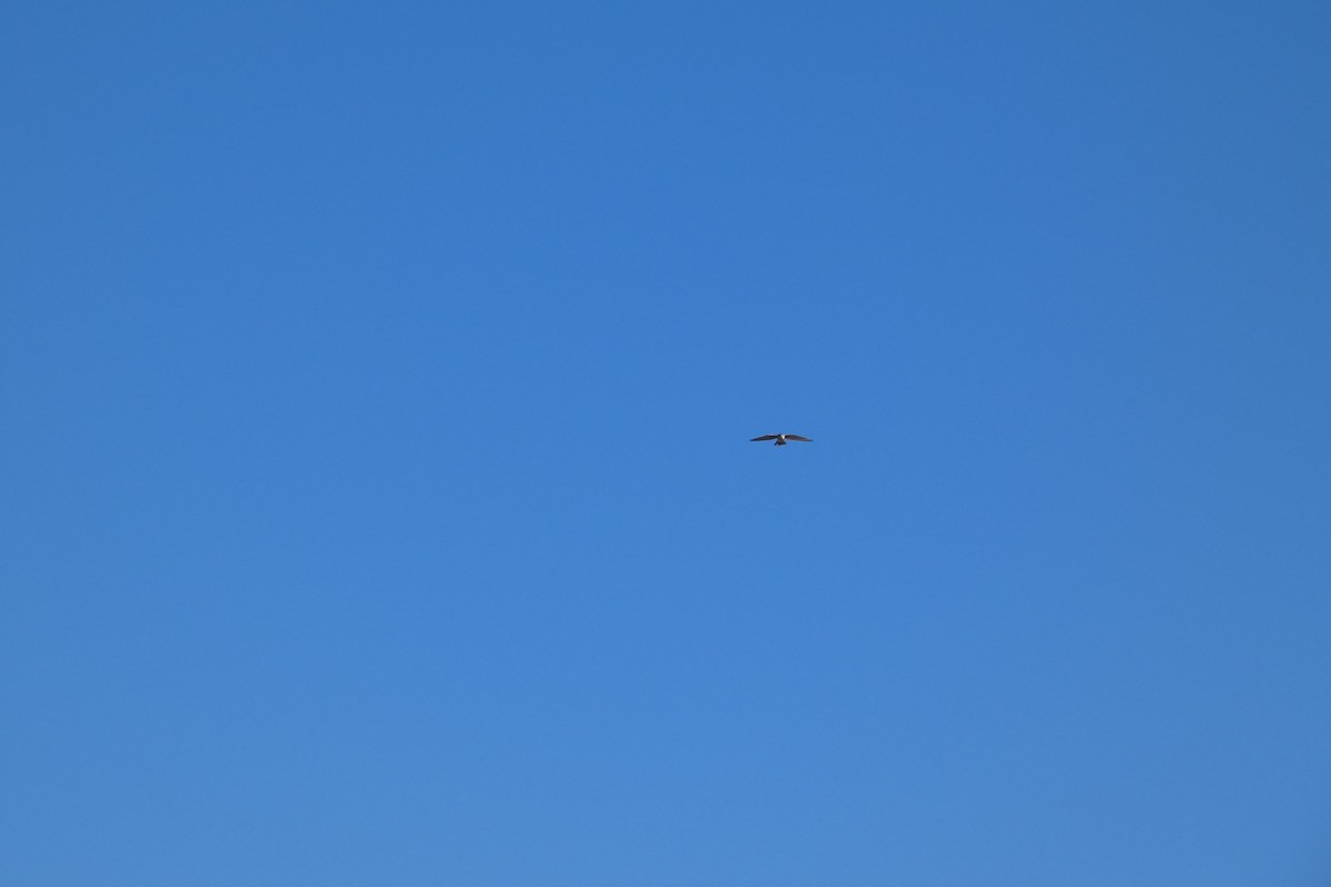 American Kestrel - ML644725810