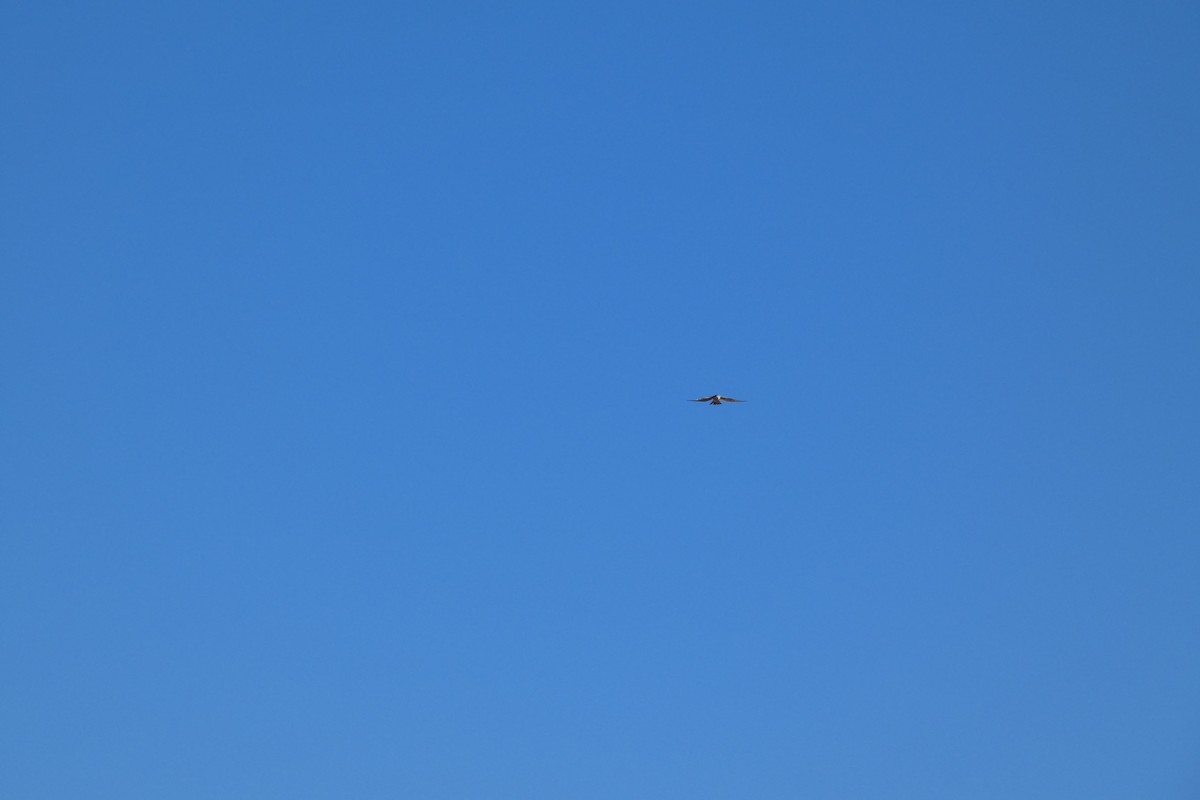 American Kestrel - ML644725811