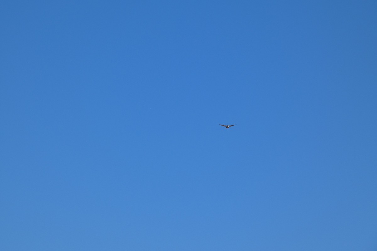 American Kestrel - ML644725812