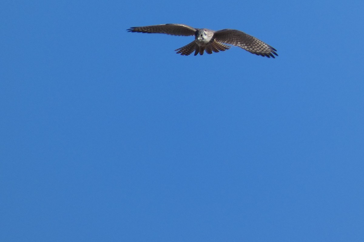 American Kestrel - ML644725814