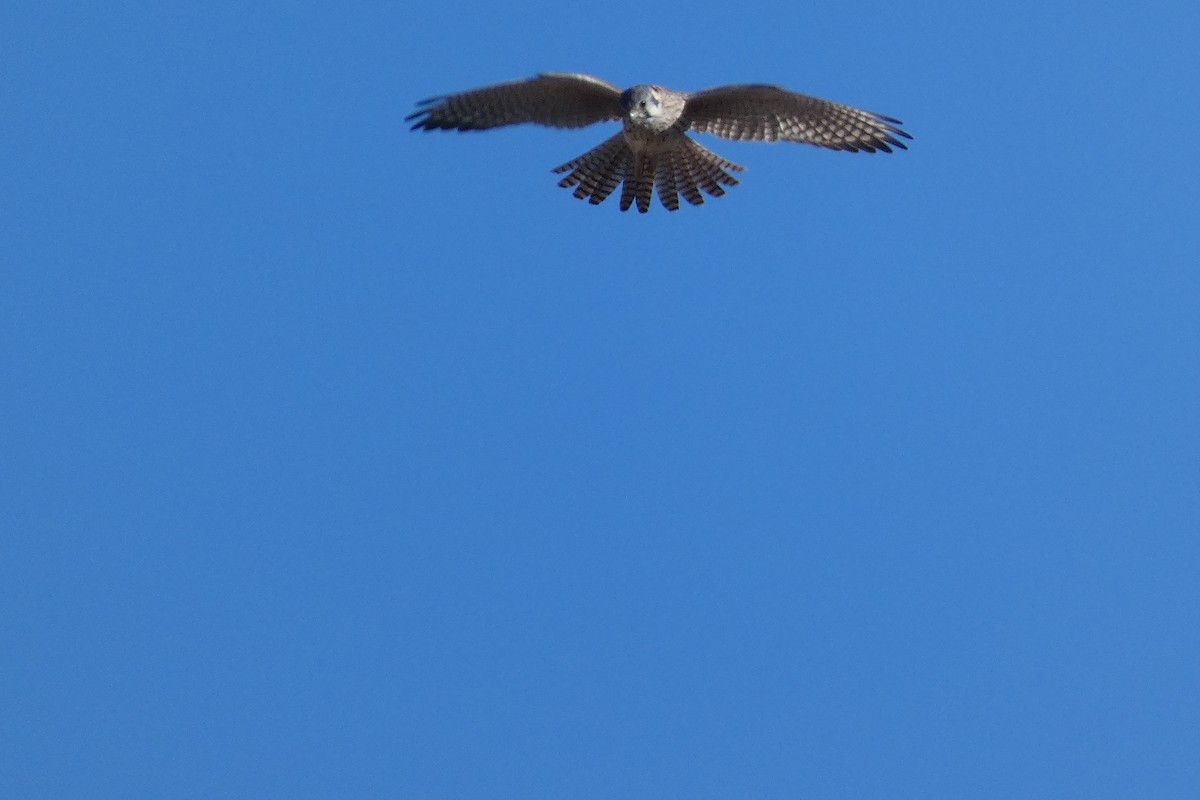 American Kestrel - ML644725815