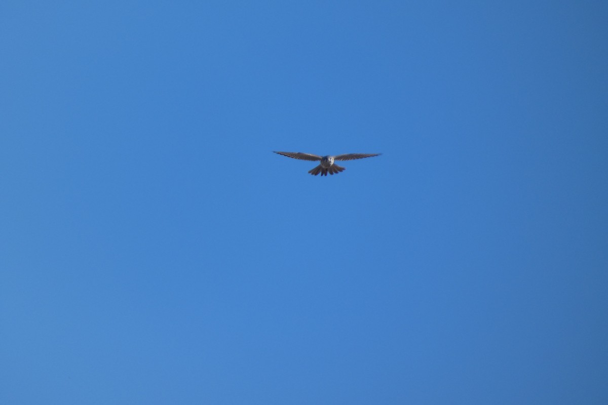 American Kestrel - ML644725816