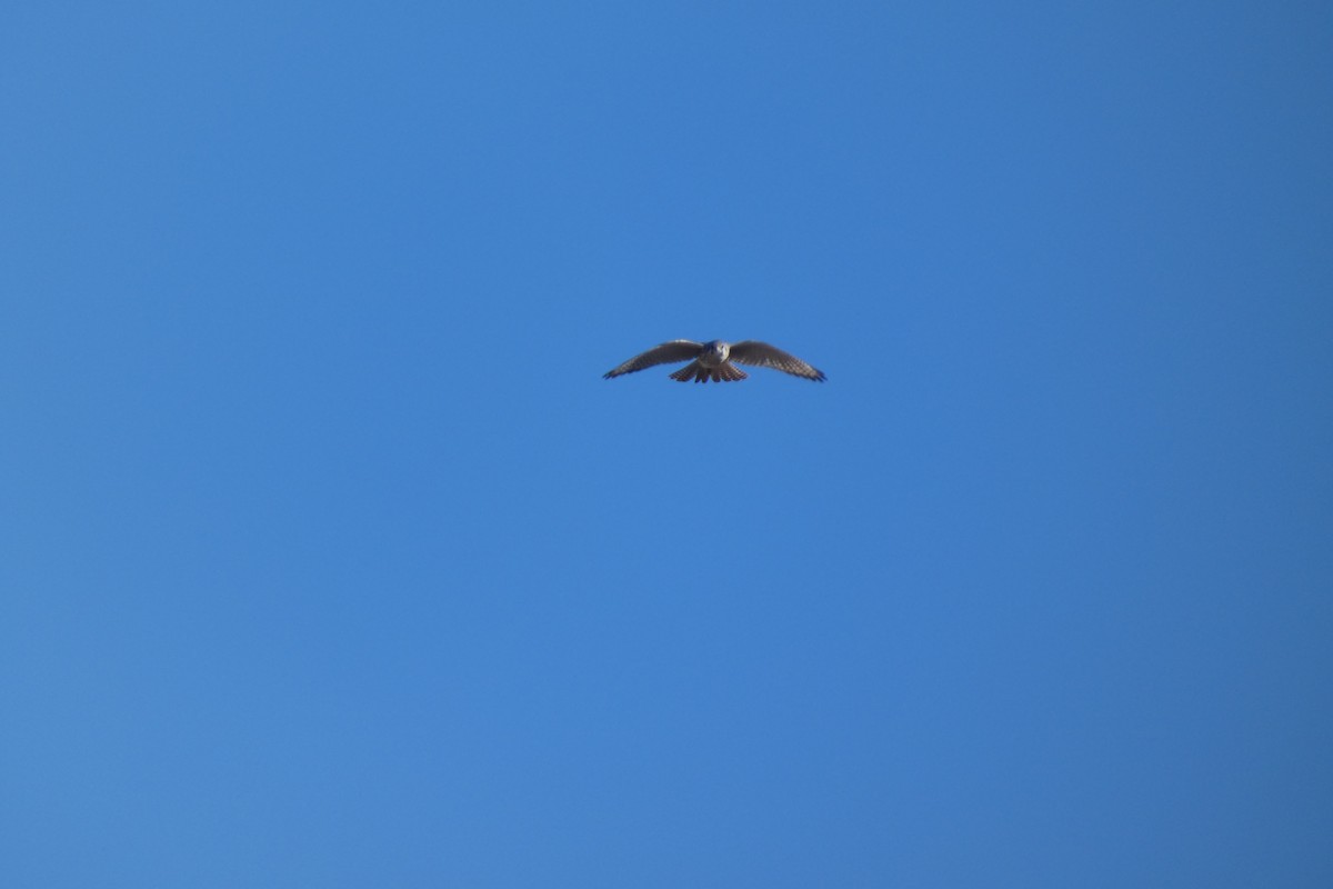 American Kestrel - ML644725817