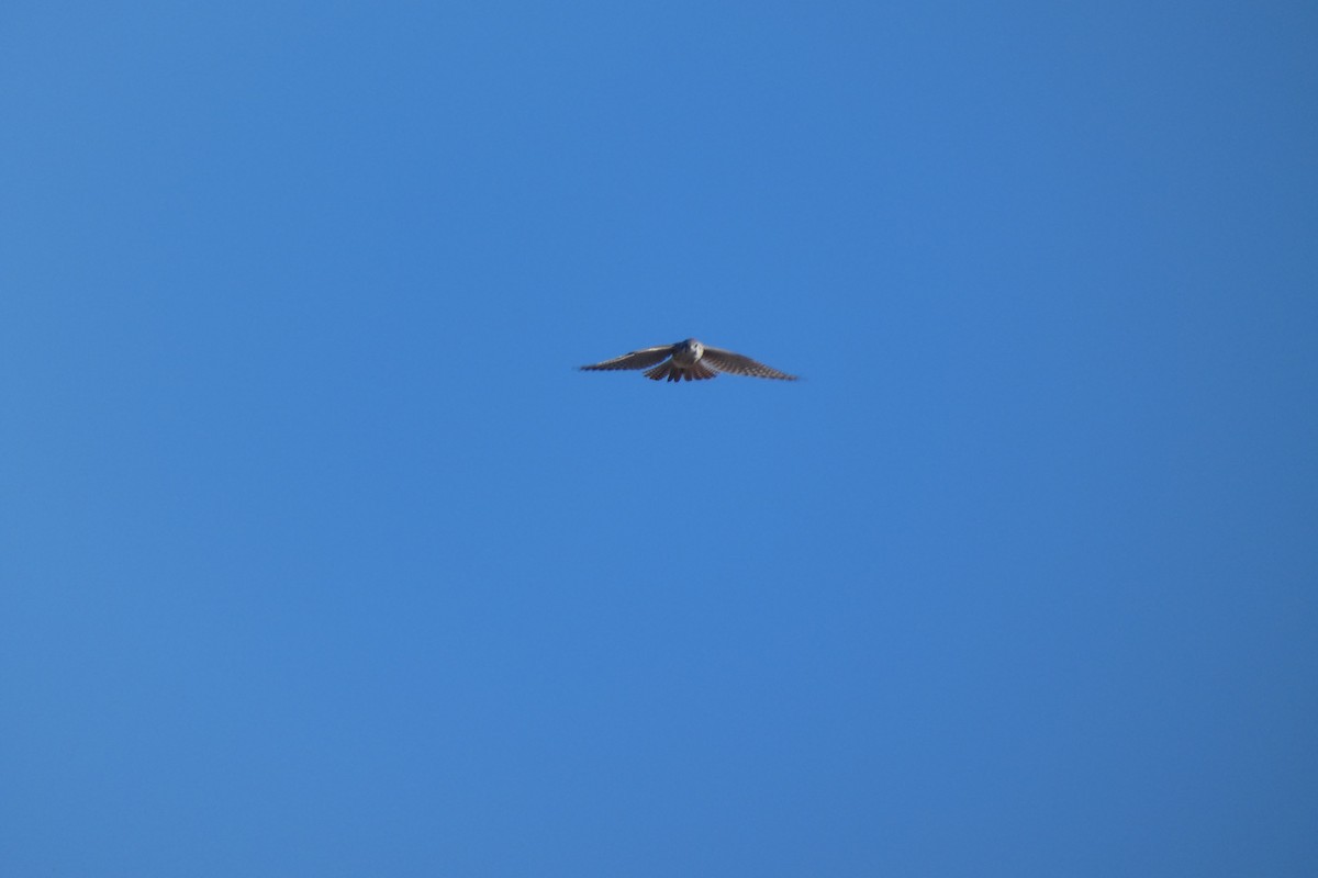 American Kestrel - ML644725818