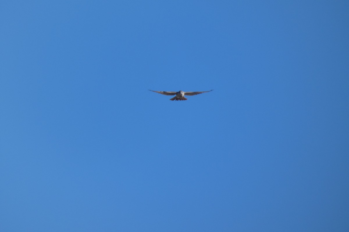 American Kestrel - ML644725819