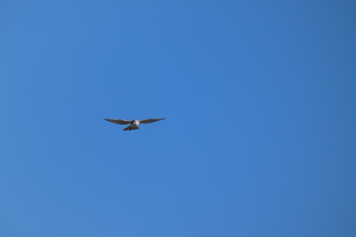 American Kestrel - ML644725820