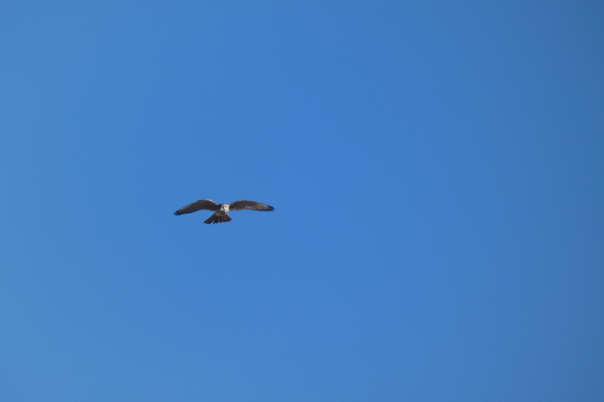 American Kestrel - ML644725822