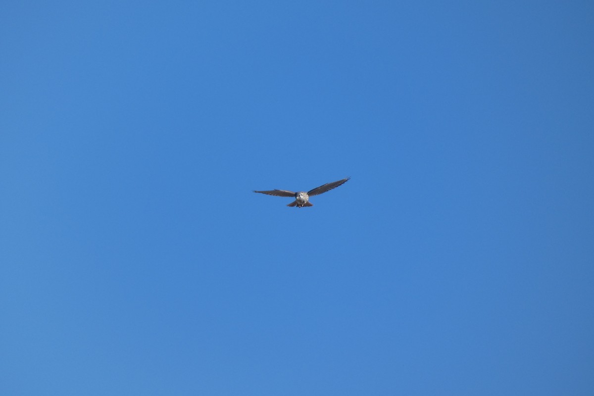 American Kestrel - ML644725823