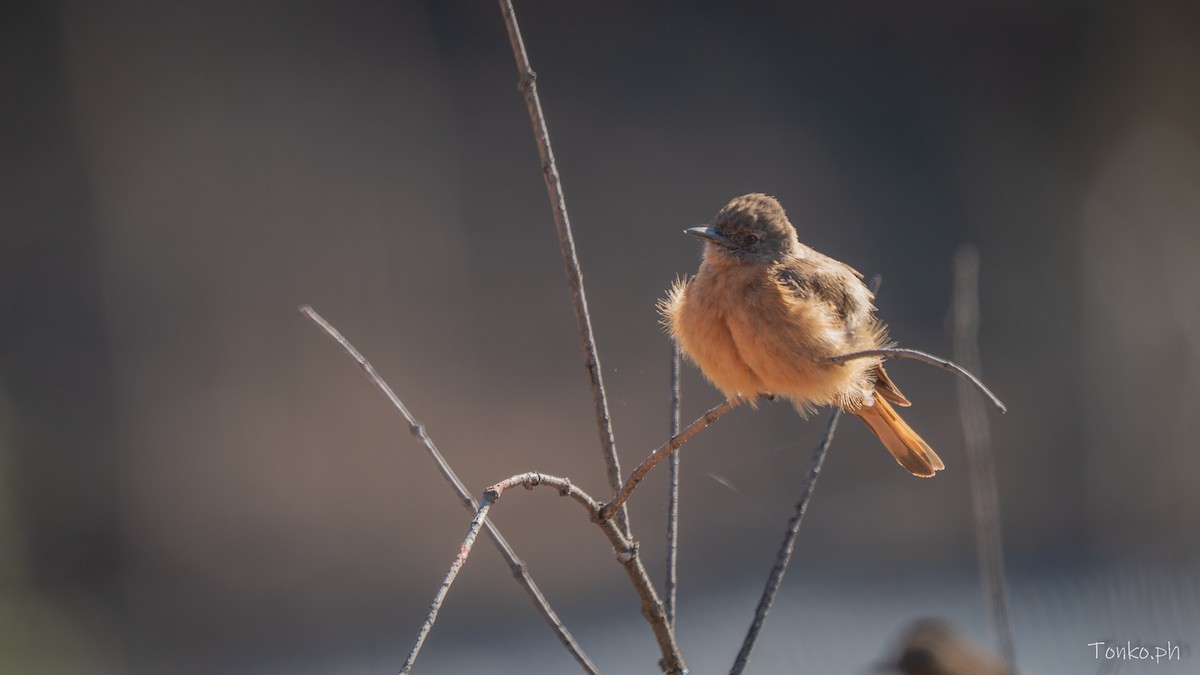 Cliff Flycatcher - ML644725830