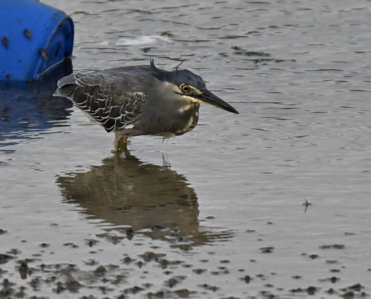 Little Heron - ML644725836