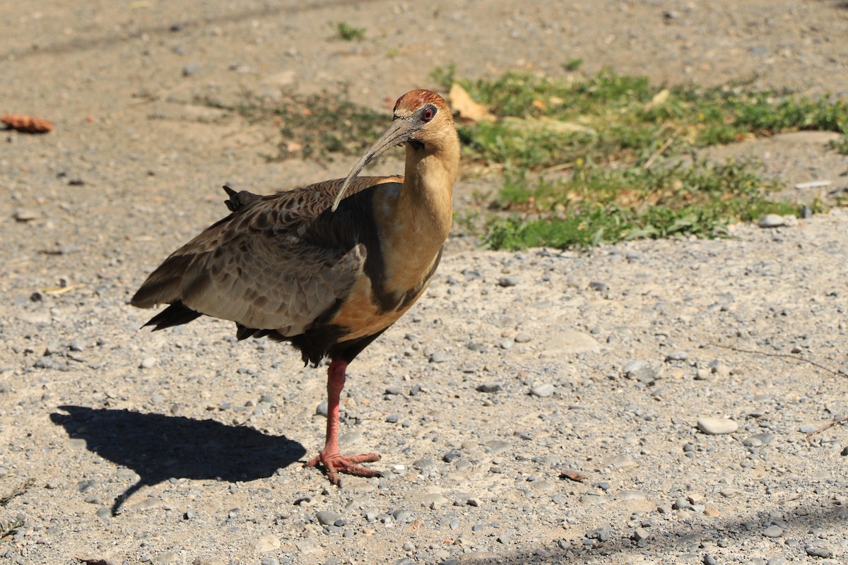 Bandurria Austral - ML644725850