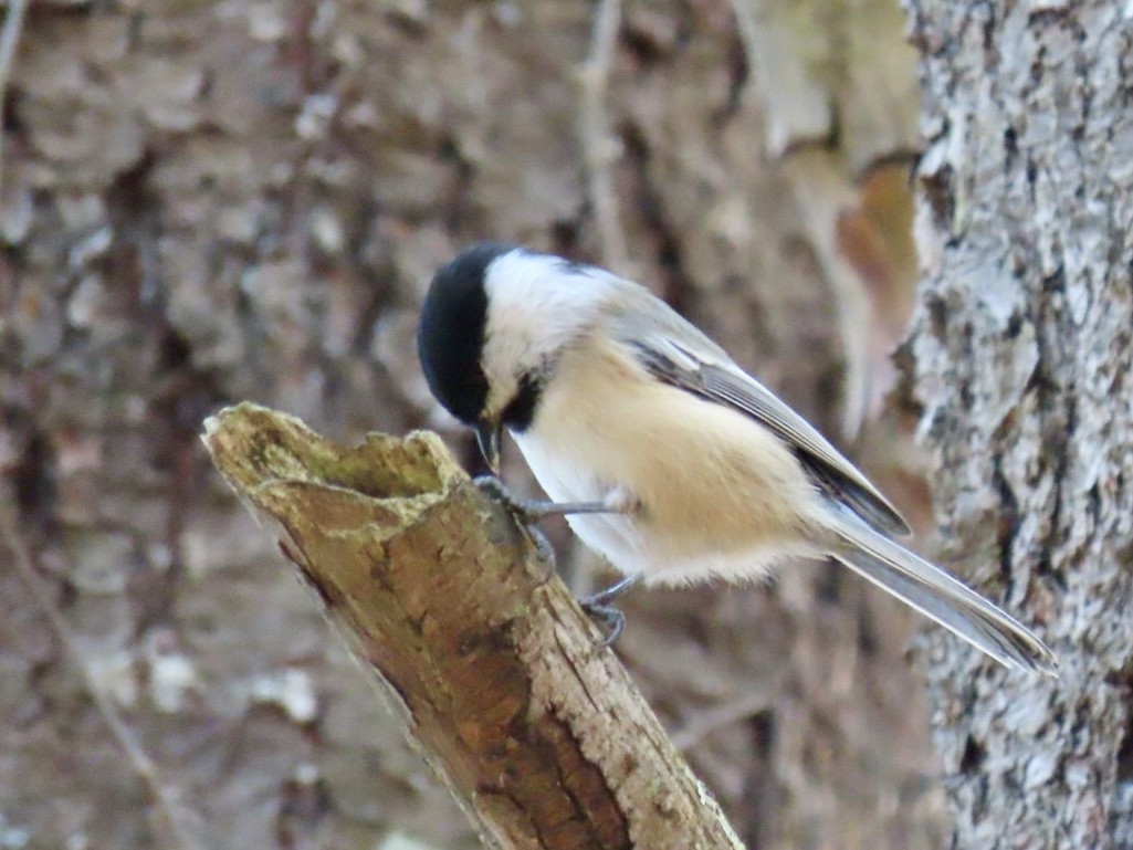 Black-capped Chickadee - ML644725851