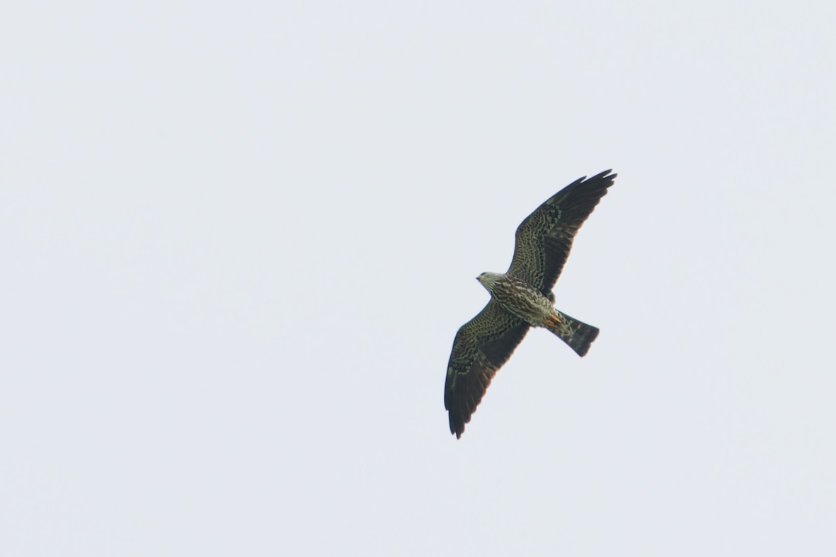 Mississippi Kite - ML644725853