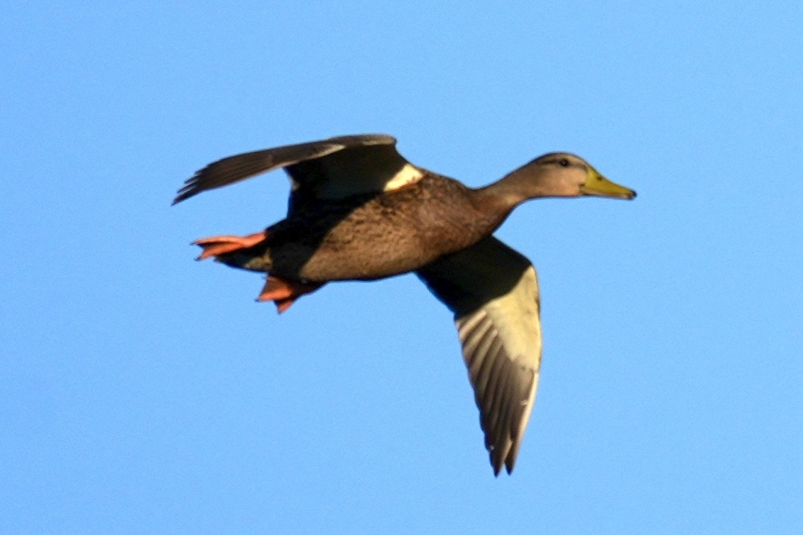 Mexican Duck - ML644725862