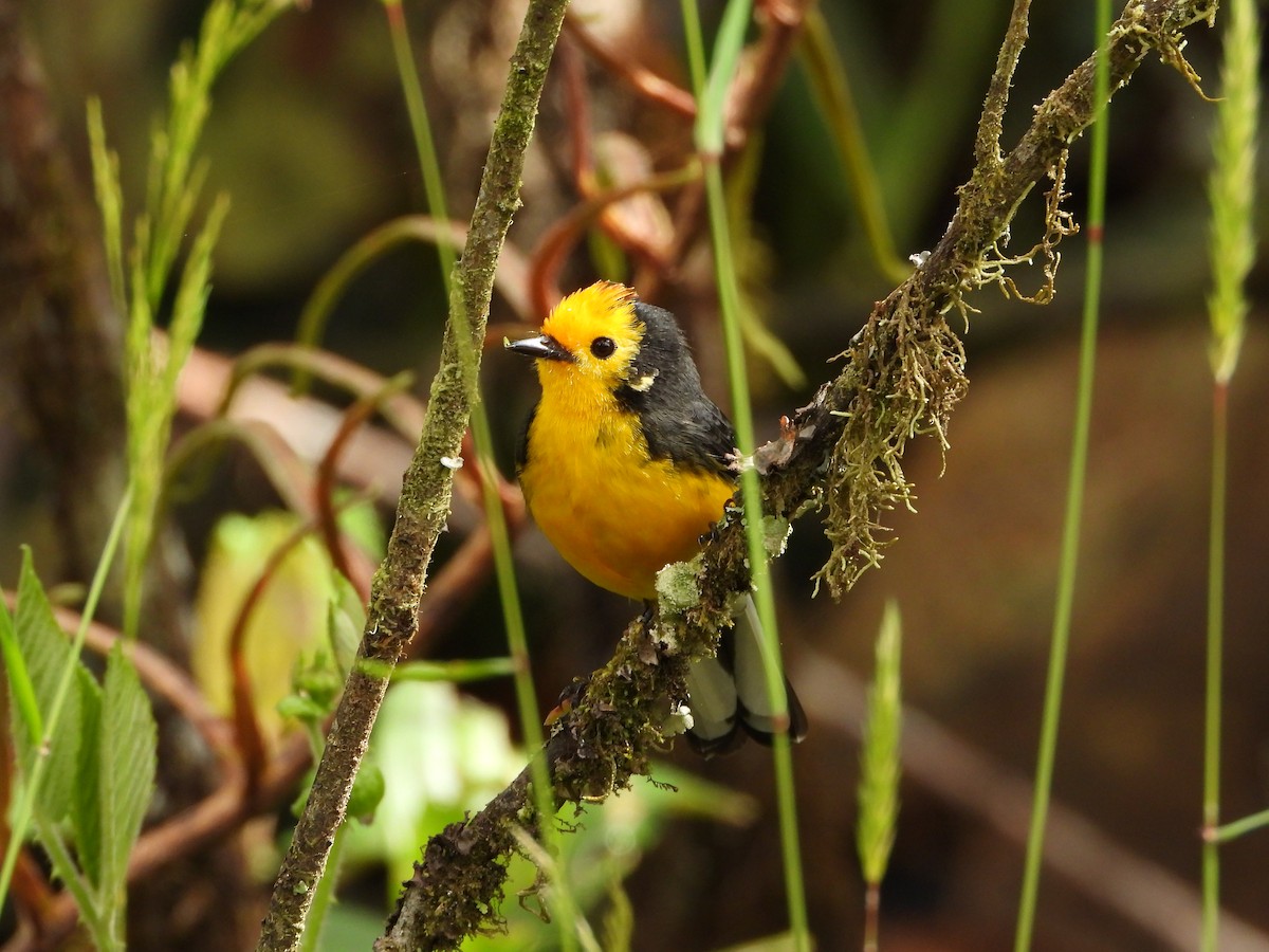 Süslü Ötleğen - ML644725870