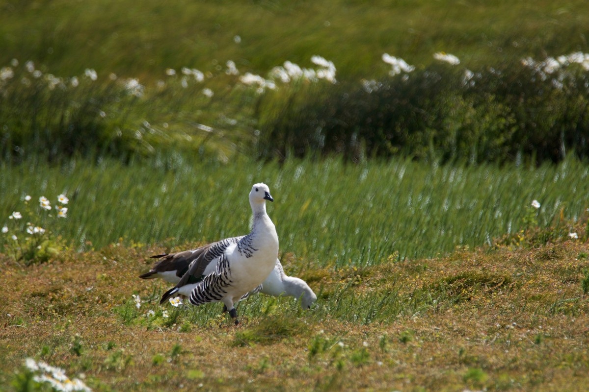 Ouette de Magellan - ML644725874